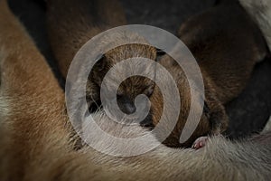 Close-up of a Newborn Shiba Inu puppy. Japanese Shiba Inu dog. Beautiful shiba inu puppy color brown and mom. 1 day old. Baby