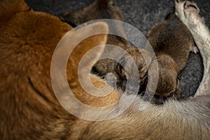 Close-up of a Newborn Shiba Inu puppy. Japanese Shiba Inu dog. Beautiful shiba inu puppy color brown and mom. 1 day old. Baby