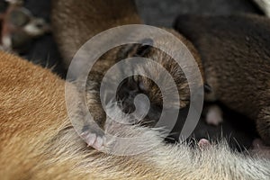 Close-up of a Newborn Shiba Inu puppy. Japanese Shiba Inu dog. Beautiful shiba inu puppy color brown and mom. 1 day old. Baby