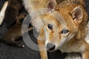 Close-up of a Newborn Shiba Inu puppy. Japanese Shiba Inu dog. Beautiful shiba inu puppy color brown and mom. 1 day old. Baby