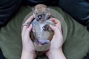 Close-up of a Newborn Shiba inu puppy. Shiba inu dog. japanese shiba inu dog. beautiful shiba inu puppy color brown. puppy on hand