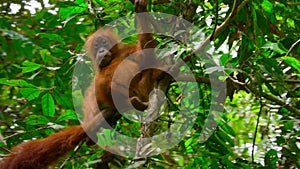 Close up of a newborn Sumatran Orangutans in rainforest