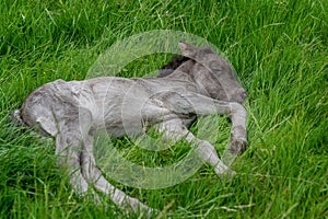 Close up of a newly born Icelandic horse foal sleeping in green grass