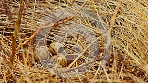 Close up of newly hatched black faced sandgrous-001