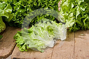 Close-up of newly picked crispy green lettuce.