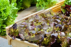 Close-up of newly picked red and green lettuce in wooden box.