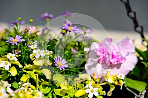 Close-up of newly planted flowers seen in a hanging basket arrangement at a garden nursery.