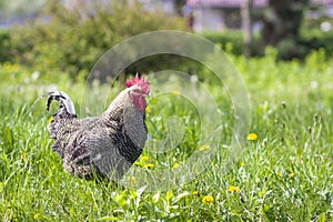 Close-up of nice big grown gray hen standing in high fresh grass on bright sunny blurred green summer background. Chicken farming,