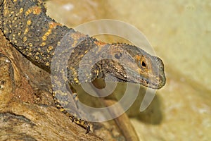 Close up of a nice colored painted or rainbow drago, Laudakia stellio , an Asian rock agama