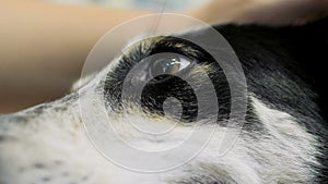 Close up of nice dog standing on the table while professional vet holding and examining it