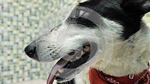 Close up of nice dog standing on the table while professional vet holding and examining it