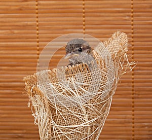 Close up of nice little sparrow in a nest of jute