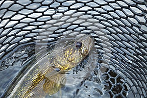 Close up of a nice walleye in the net photo
