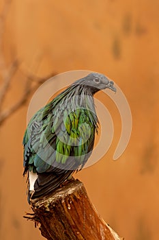 A close up of a nicobar pigeon dove Caloenas nicobarica close up portrait view