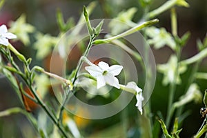 Close-up of Nicotiana alata flowers in natural light