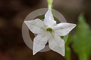 Close-up of Nicotiana alata flowers in natural light