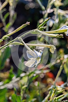 Close-up of Nicotiana alata flowers in natural light