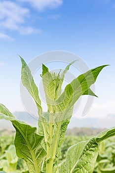 Close up Nicotiana tabacum