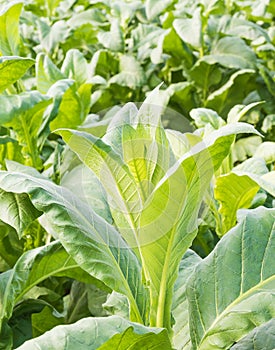 Close up Nicotiana tabacum