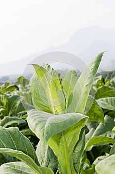 Close up Nicotiana tabacum