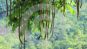 Close up of Nigerian zogele plant or Moringa oleifera miracle fruit tree with seed pods.