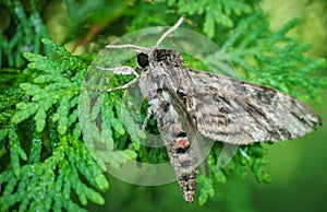 Close up of Night butterfly Agrius convolvuli the convolvulus hawk-moth. Very large fluffy butterfly with vivid black