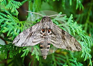 Close up of Night butterfly Agrius convolvuli the convolvulus hawk-moth. Very large fluffy butterfly with vivid black