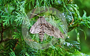 Close up of Night butterfly Agrius convolvuli the convolvulus hawk-moth. Very large fluffy butterfly with vivid black and red