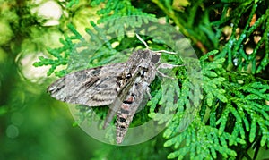 Close up of Night butterfly Agrius convolvuli the convolvulus hawk-moth. Very large fluffy butterfly with vivid black and red