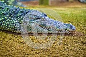 Close up of Nile Crocodile, Crocodylus niloticus