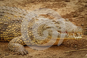 Close up Nile Crocodile  Crocodylus niloticus at the Kazinga Channel, Queen Elizabeth National Park, Uganda.