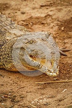 Close up Nile Crocodile  Crocodylus niloticus at the Kazinga Channel, Queen Elizabeth National Park, Uganda.