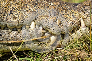 Close-up of Nile crocodile teeth in sunshine