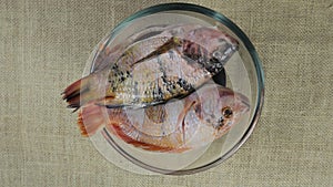 Close up of Nile tilapia (Oreochromis niloticus) in a rotating bowl