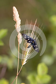 Close up of nine-spotted moth or yellow belted burnet butterfly amata phegea seen at Mattinata, Gargano National Park, Apulia It