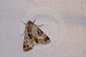 Noctuid moth