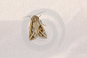 Noctuid moth