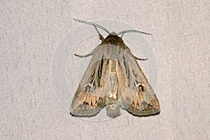 Noctuid moth