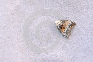 Noctuidae moth