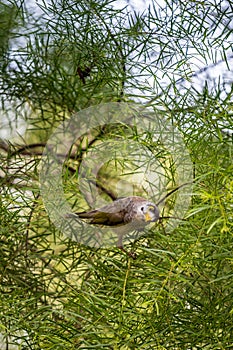 Close-Up of Noisy Miner Bird sitting between Leafs of green Bush, Queensland, Australia
