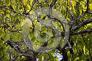 Close up Osage Orange tree fruit