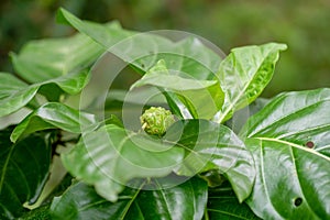 Close up Noni or Morinda citrifolia fruit