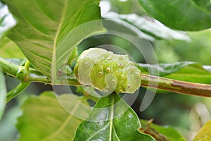 close up of noni or morinda citrifolia fruit