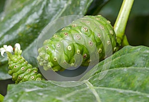 Close-up of Noni or Morinda citrifolia tree and green leaf