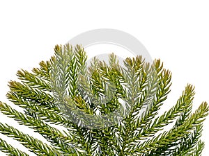 Close up of Norfolk Island Pine leaves background