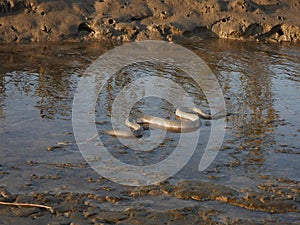 Close-up of a North American snake (Nerodia sipedon) slithering on a muddy riverbed