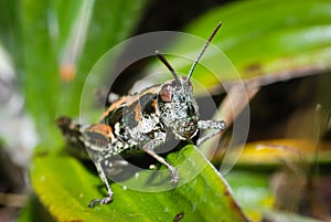 north Island grasshopper