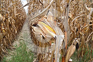 Close Up Of A North Mississippi Corn Field.