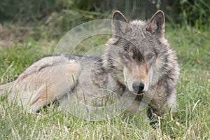 Close up of a North Western Wolf wolf lying down in the grass always ever watchful