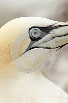 Close up of a northen gannet bird